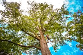 Best Tree Cabling and Bracing  in Wolf Trap, VA