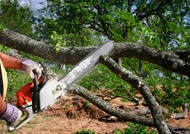 Professional Tree Care Services in Wolf Trap, VA