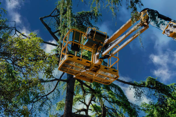 Best Emergency Tree Removal  in Wolf Trap, VA