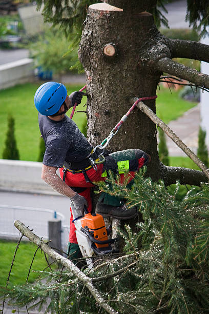 Best Leaf Removal  in Wolf Trap, VA