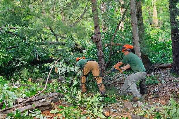 Best Pest Control for Lawns  in Wolf Trap, VA